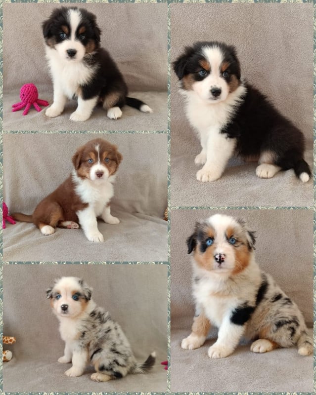 Berger Australien - (Sans Affixe)