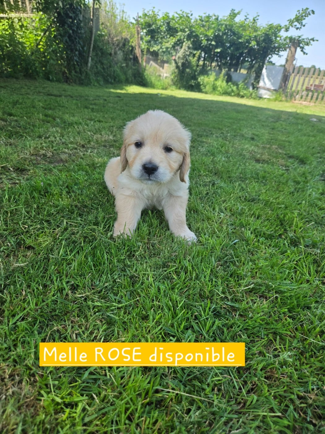 Golden Retriever - de la Petite Garencière