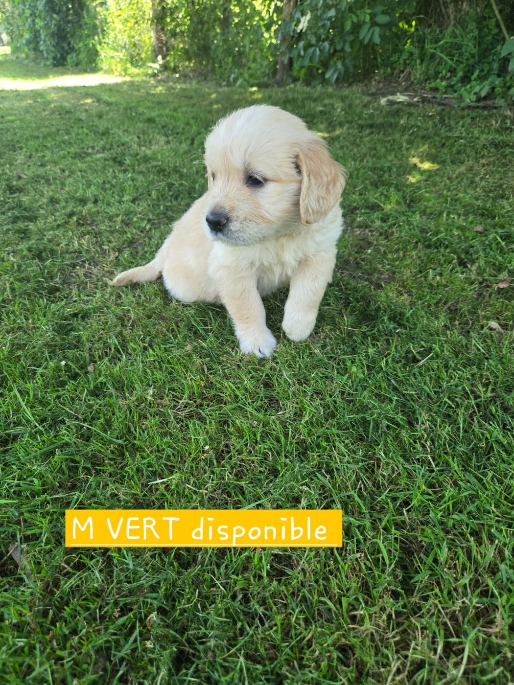 Golden Retriever - de la Petite Garencière