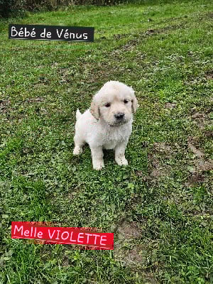 Les chiots de Golden Retriever