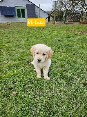 Les chiots de Golden Retriever