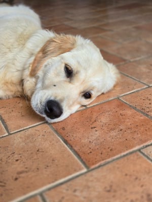 Les chiots de Golden Retriever
