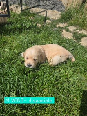Les chiots de Golden Retriever