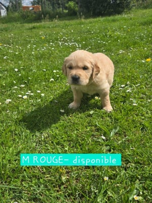 Les chiots de Golden Retriever
