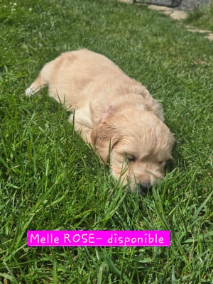 Les chiots de Golden Retriever