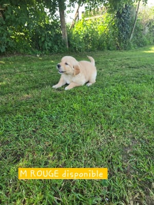 Les chiots de Golden Retriever