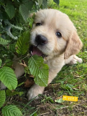 Les chiots de Golden Retriever