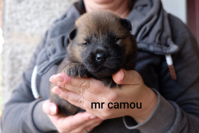 Les chiots de Eurasier