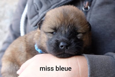 Les chiots de Eurasier