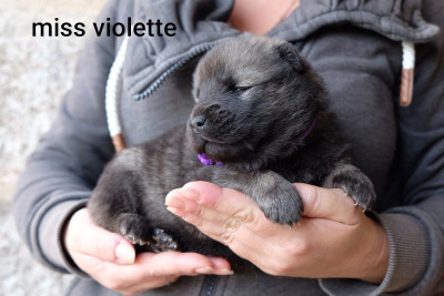 Les chiots de Eurasier