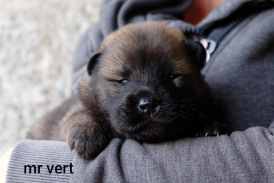 Les chiots de Eurasier