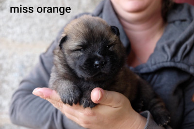 Les chiots de Eurasier