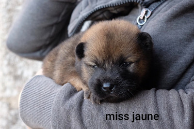 Les chiots de Eurasier