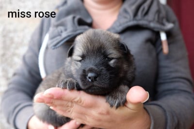 Les chiots de Eurasier