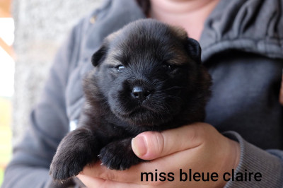 Les chiots de Eurasier