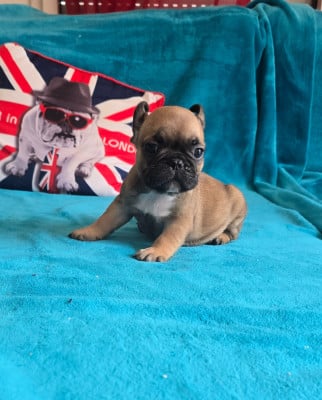 Les chiots de Bouledogue français