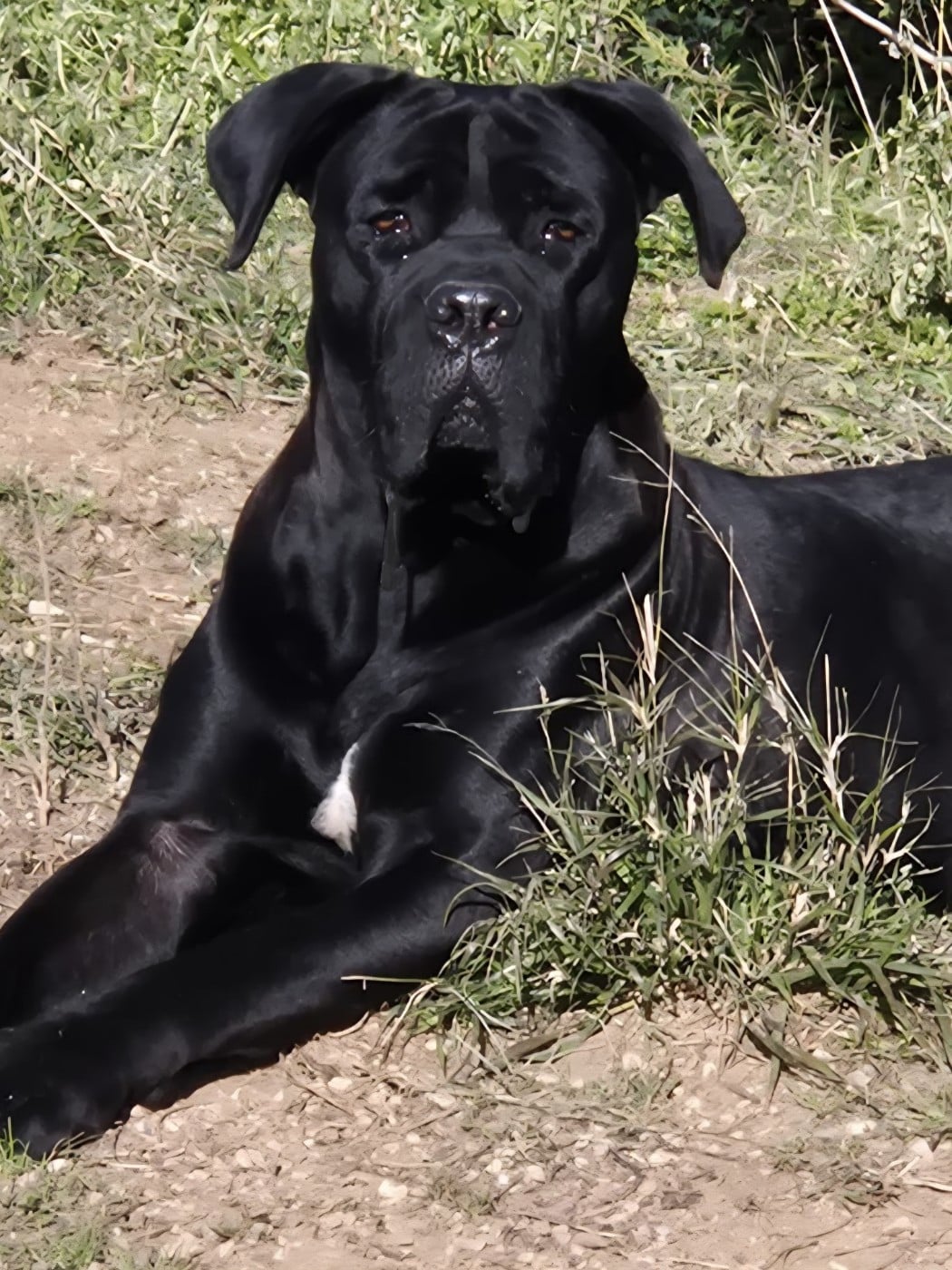 Publication : Du Clan De Nemausus