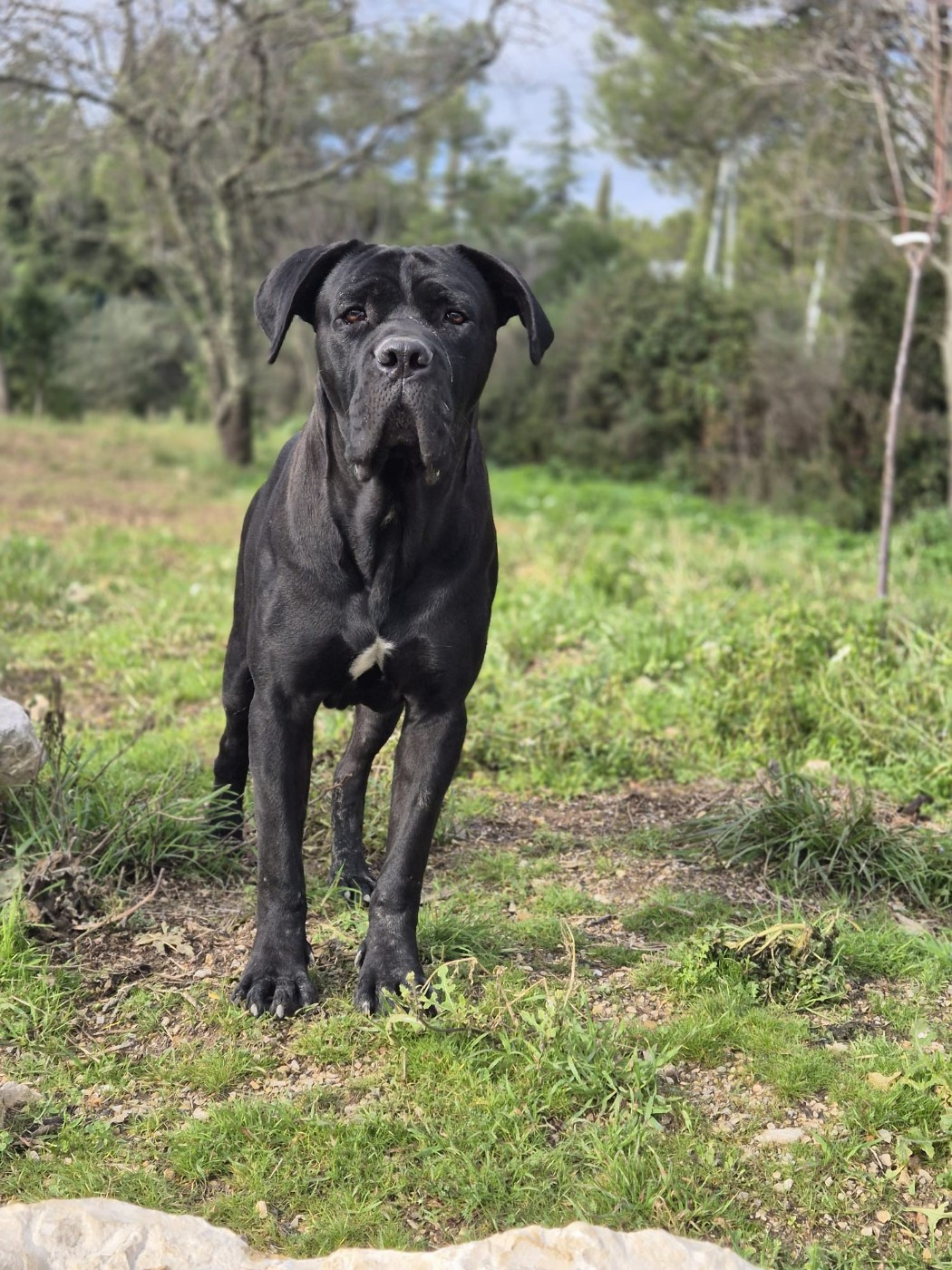 Publication : Du Clan De Nemausus