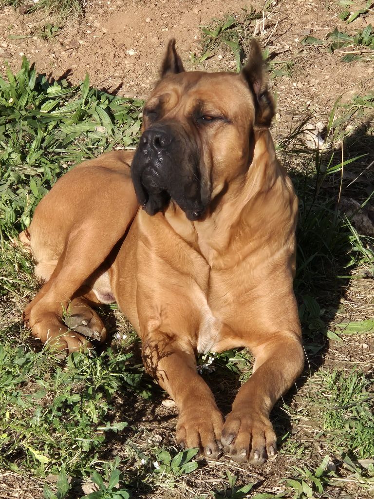 Publication : Du Clan De Nemausus