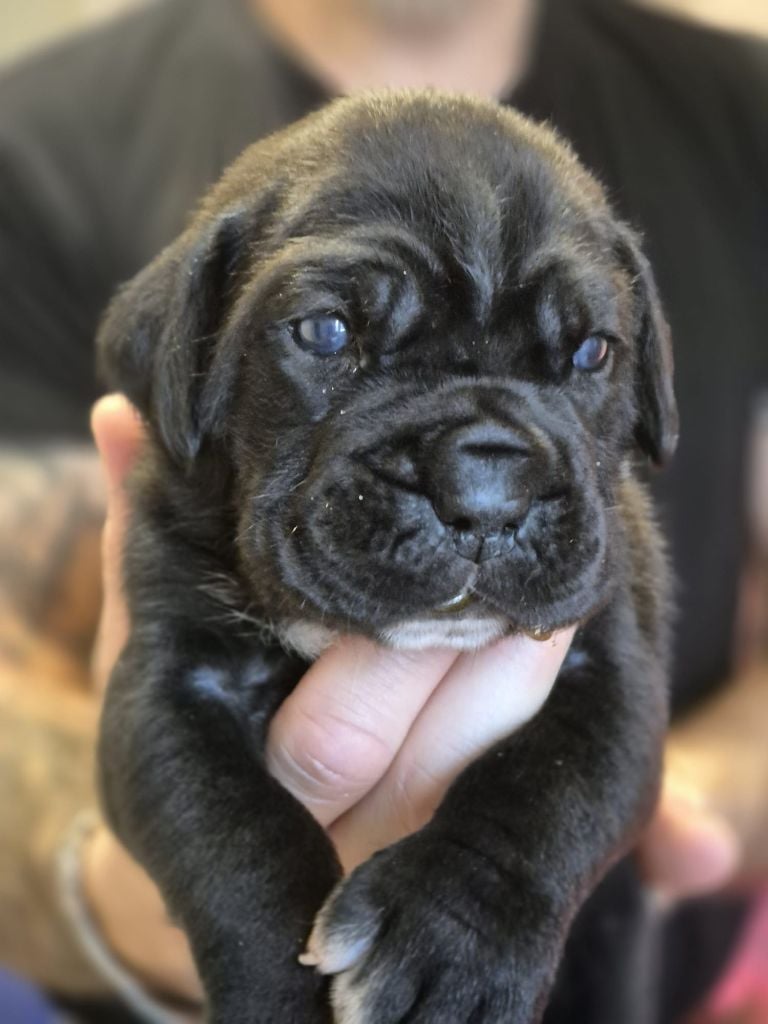 Mâle 5 - Cane Corso
