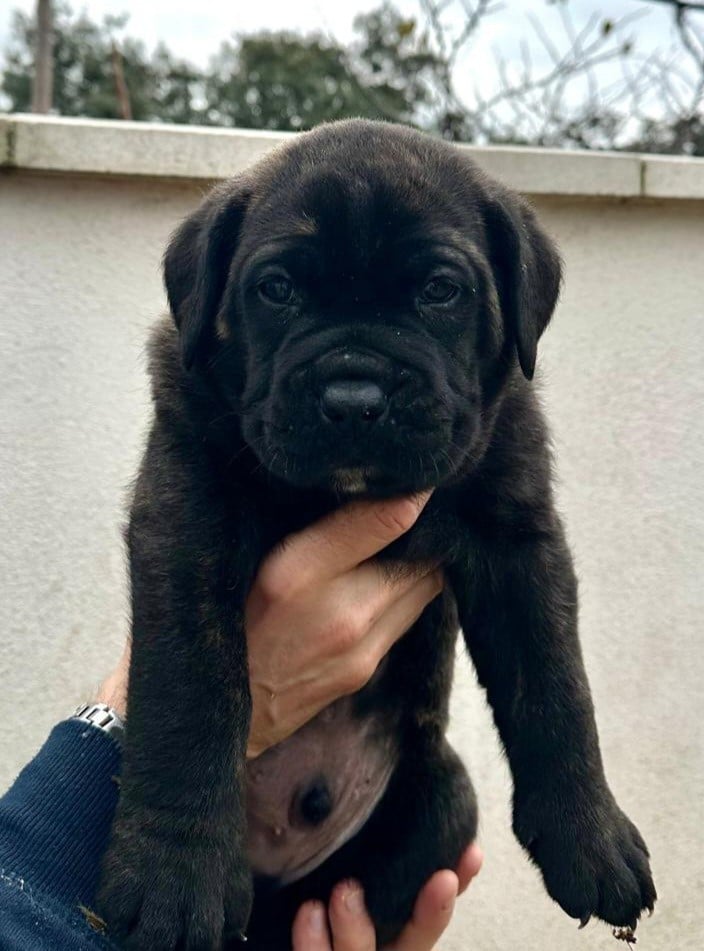 Cane Corso - Du Clan De Nemausus
