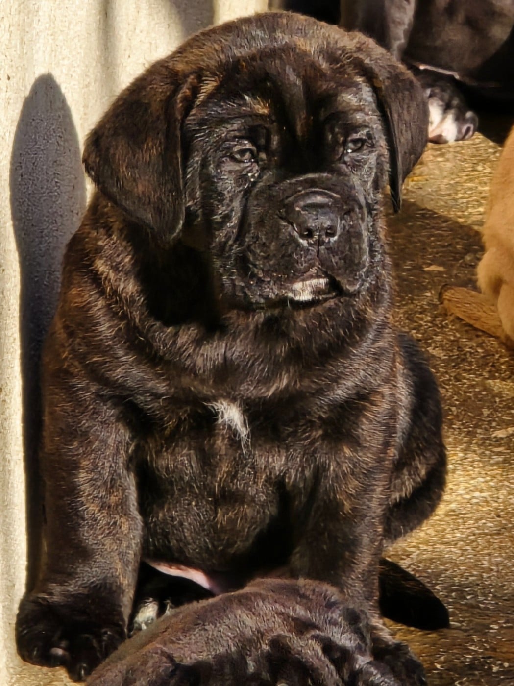 Cane Corso - Du Clan De Nemausus