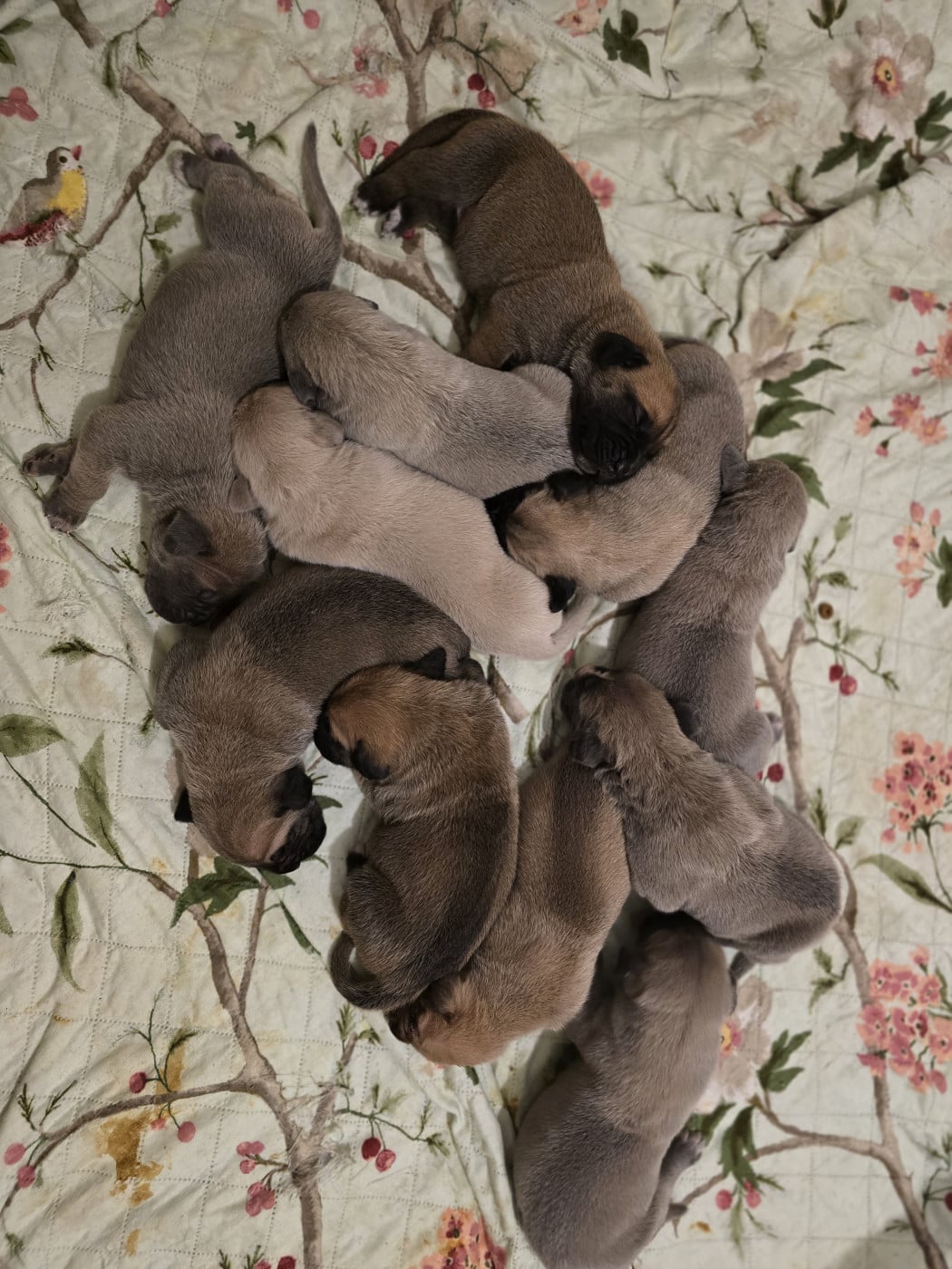 Cane Corso - Du Clan De Nemausus