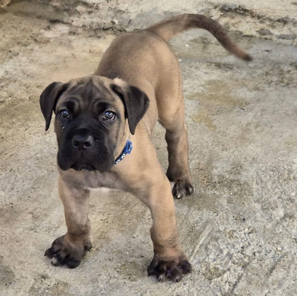 Cane Corso - Du Clan De Nemausus
