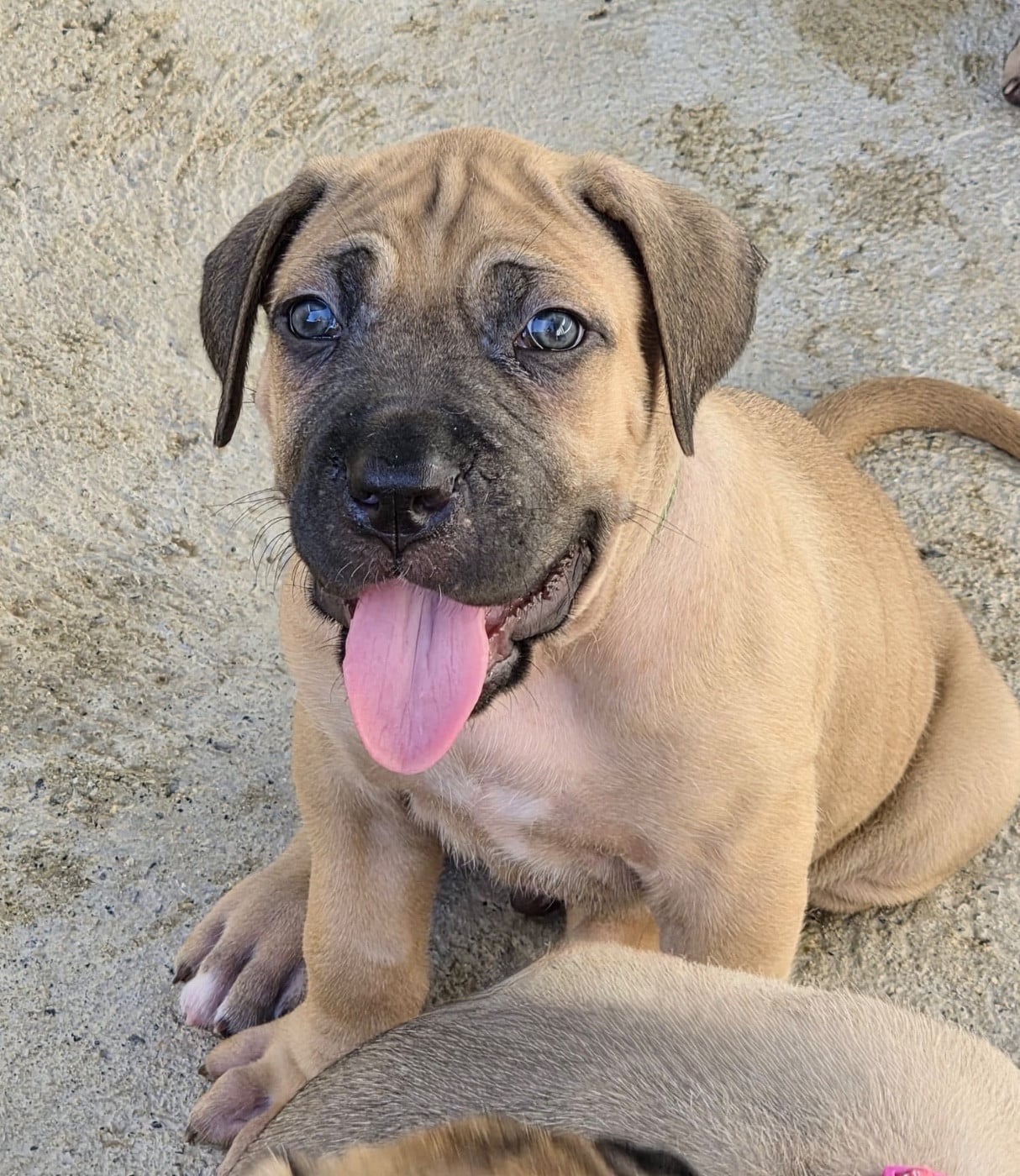 Cane Corso - Du Clan De Nemausus