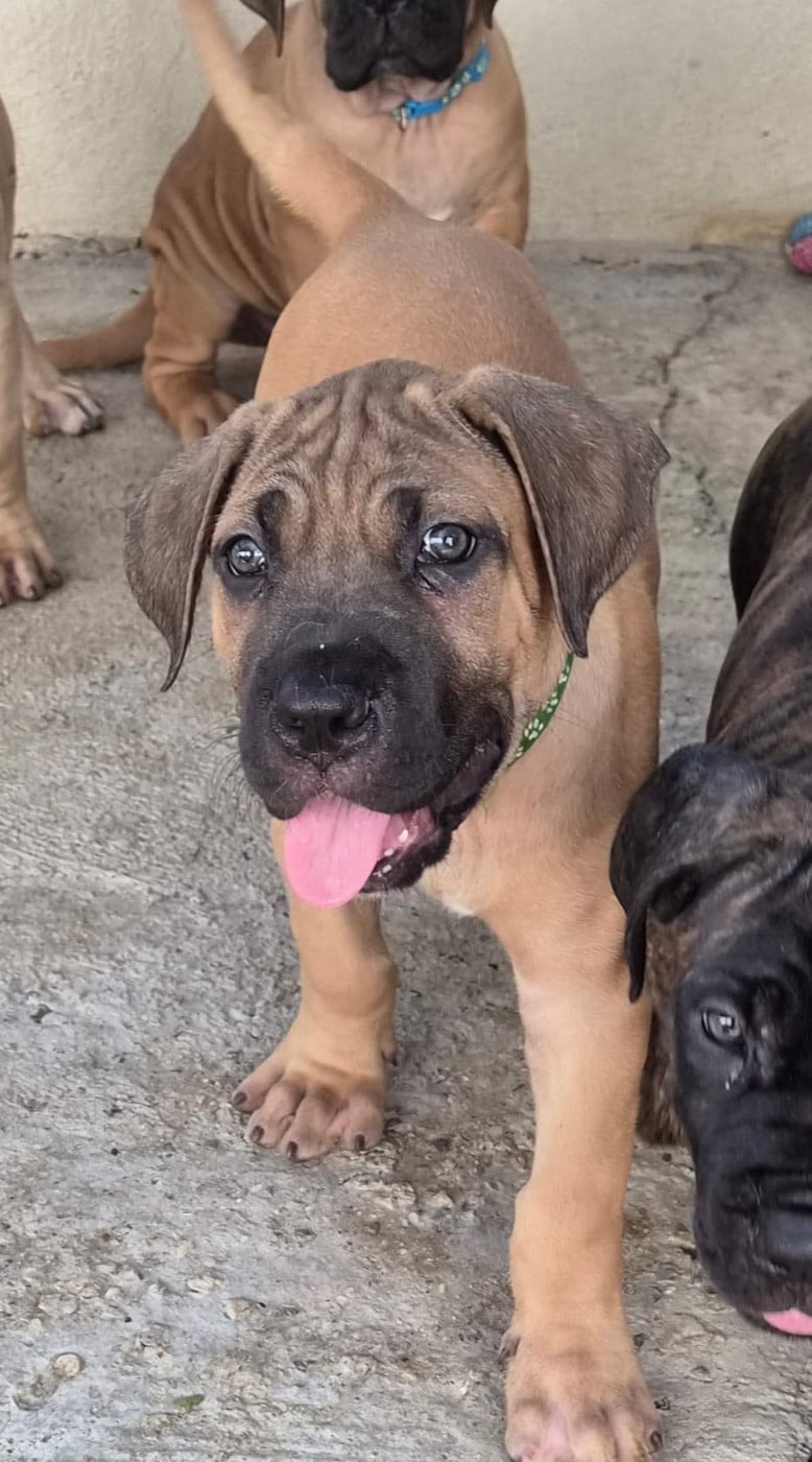 Cane Corso - Du Clan De Nemausus