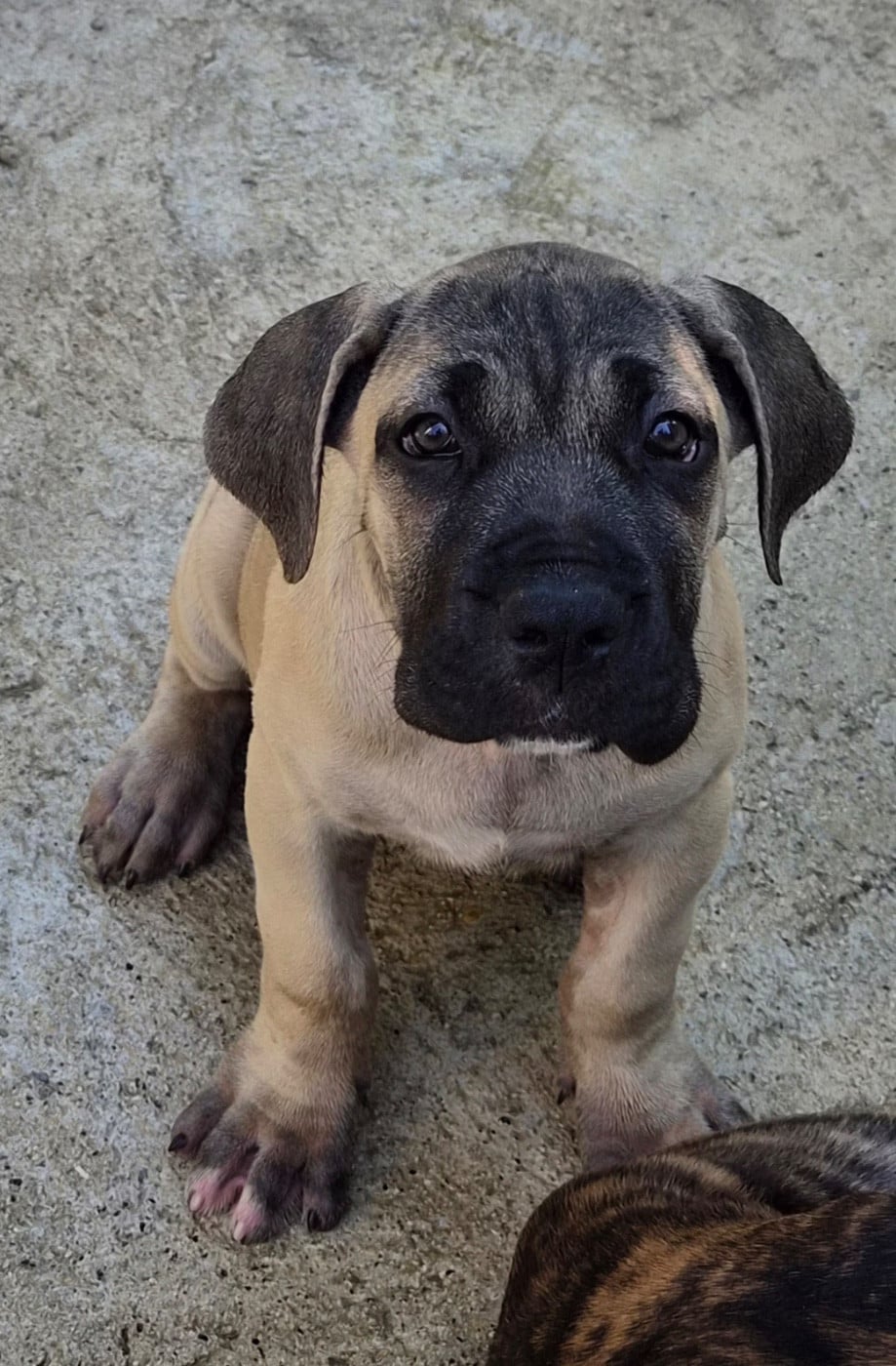 Cane Corso - Du Clan De Nemausus