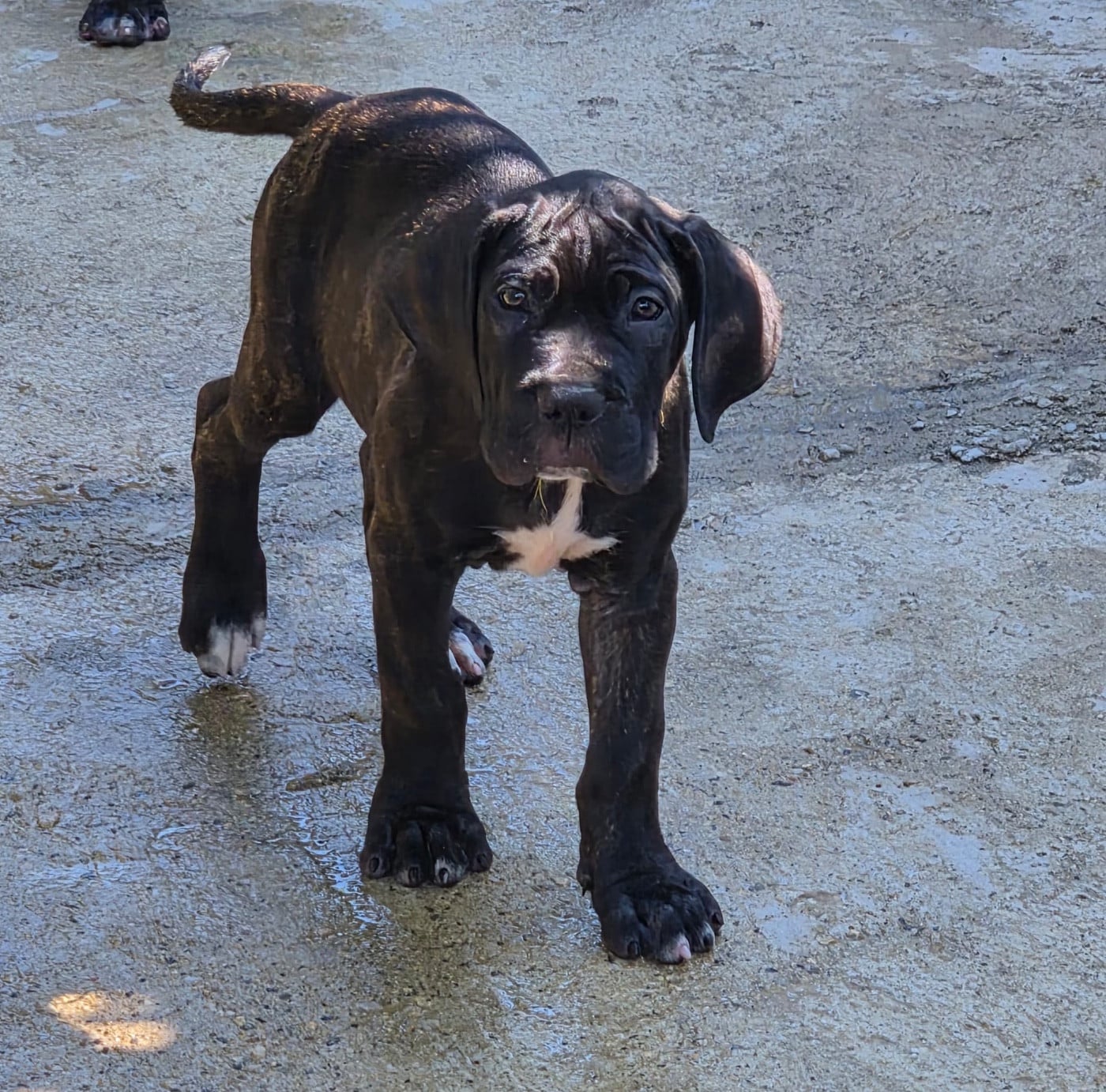 Cane Corso - Du Clan De Nemausus