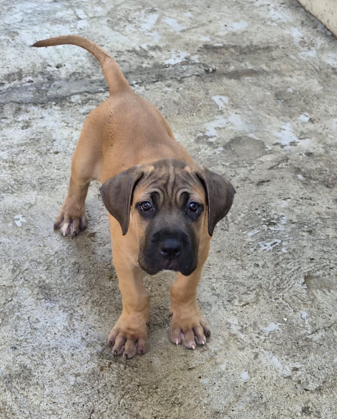 Cane Corso - Du Clan De Nemausus
