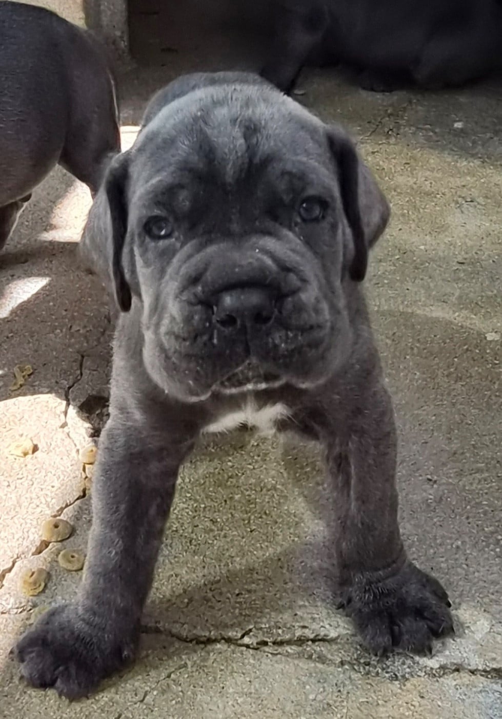 Cane Corso - Du Clan De Nemausus