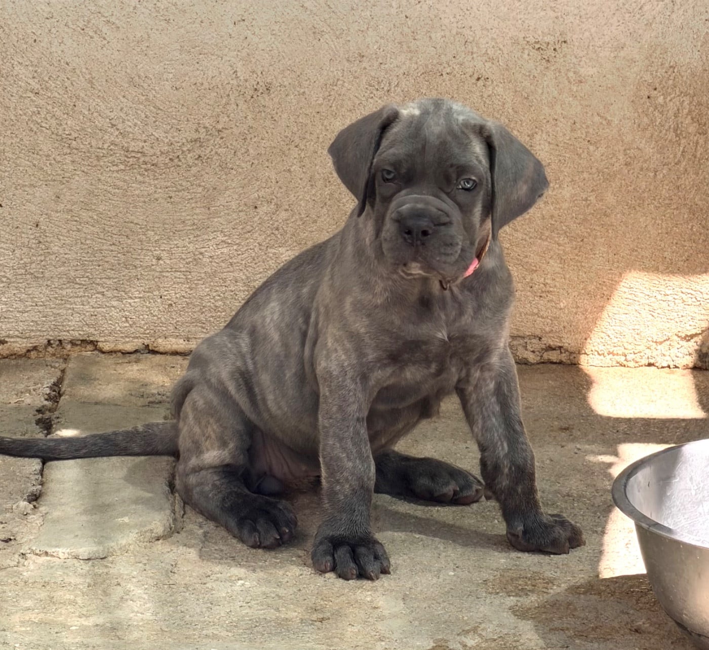 Cane Corso - Du Clan De Nemausus