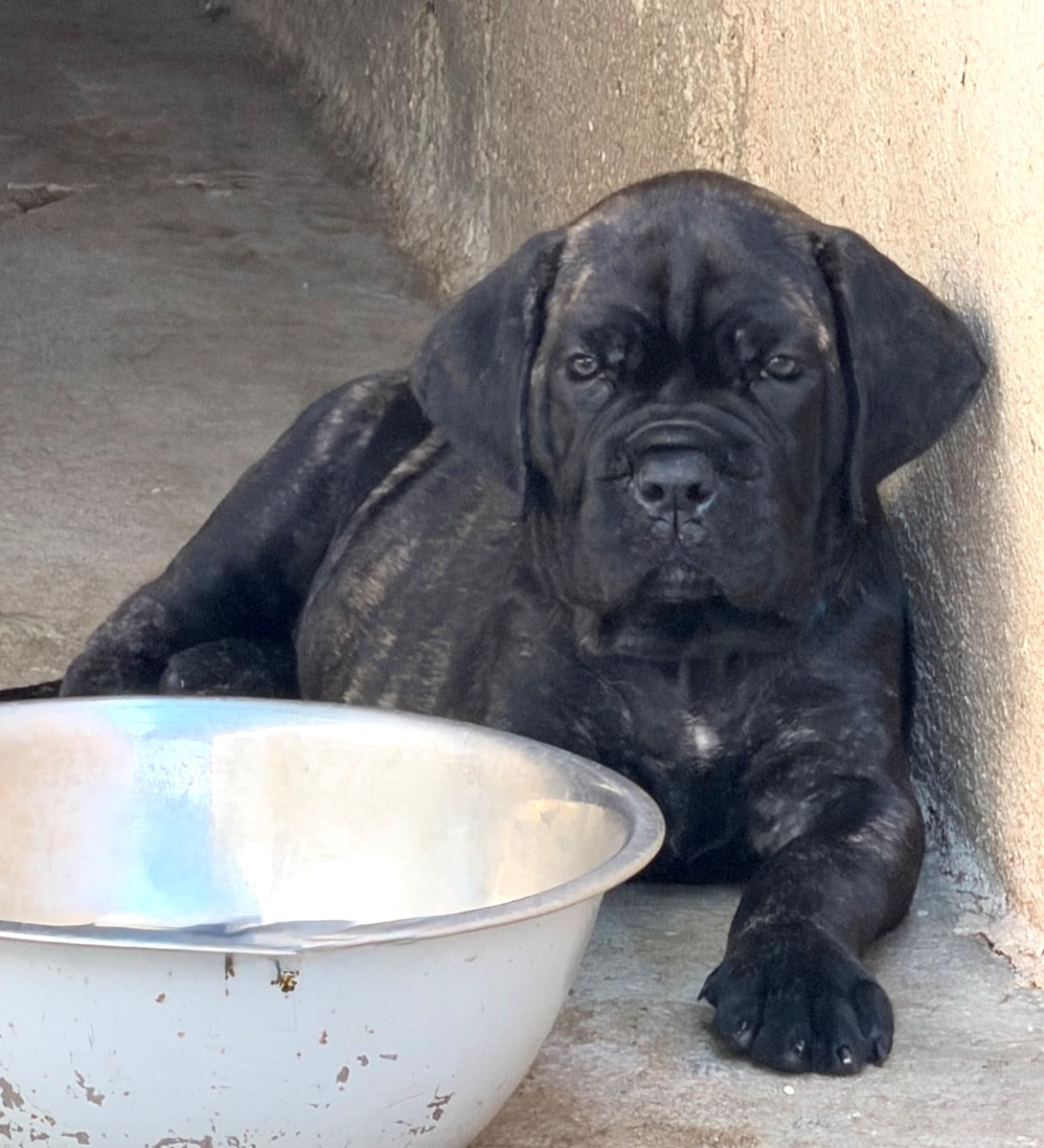 Cane Corso - Du Clan De Nemausus