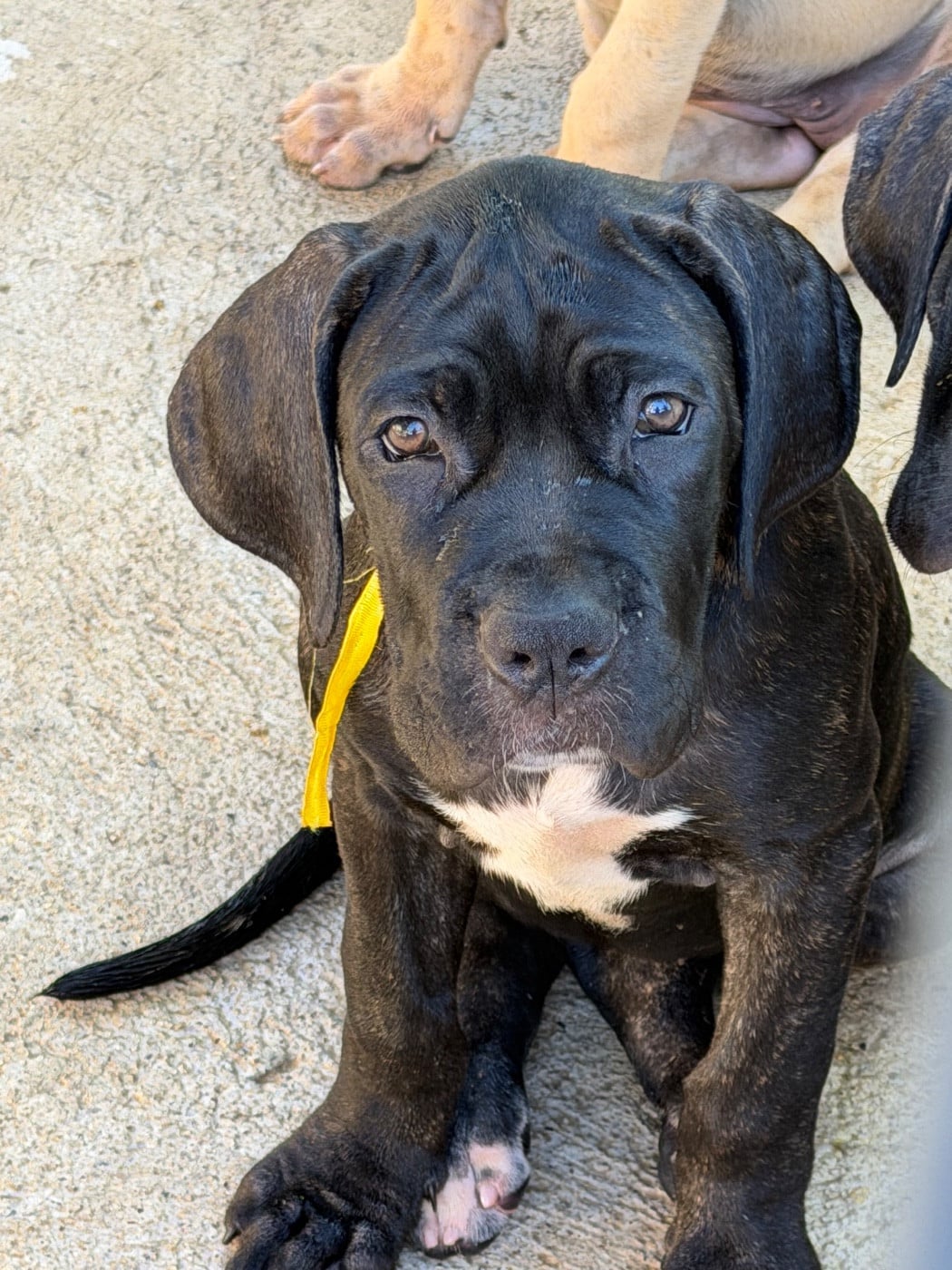 Cane Corso - Du Clan De Nemausus