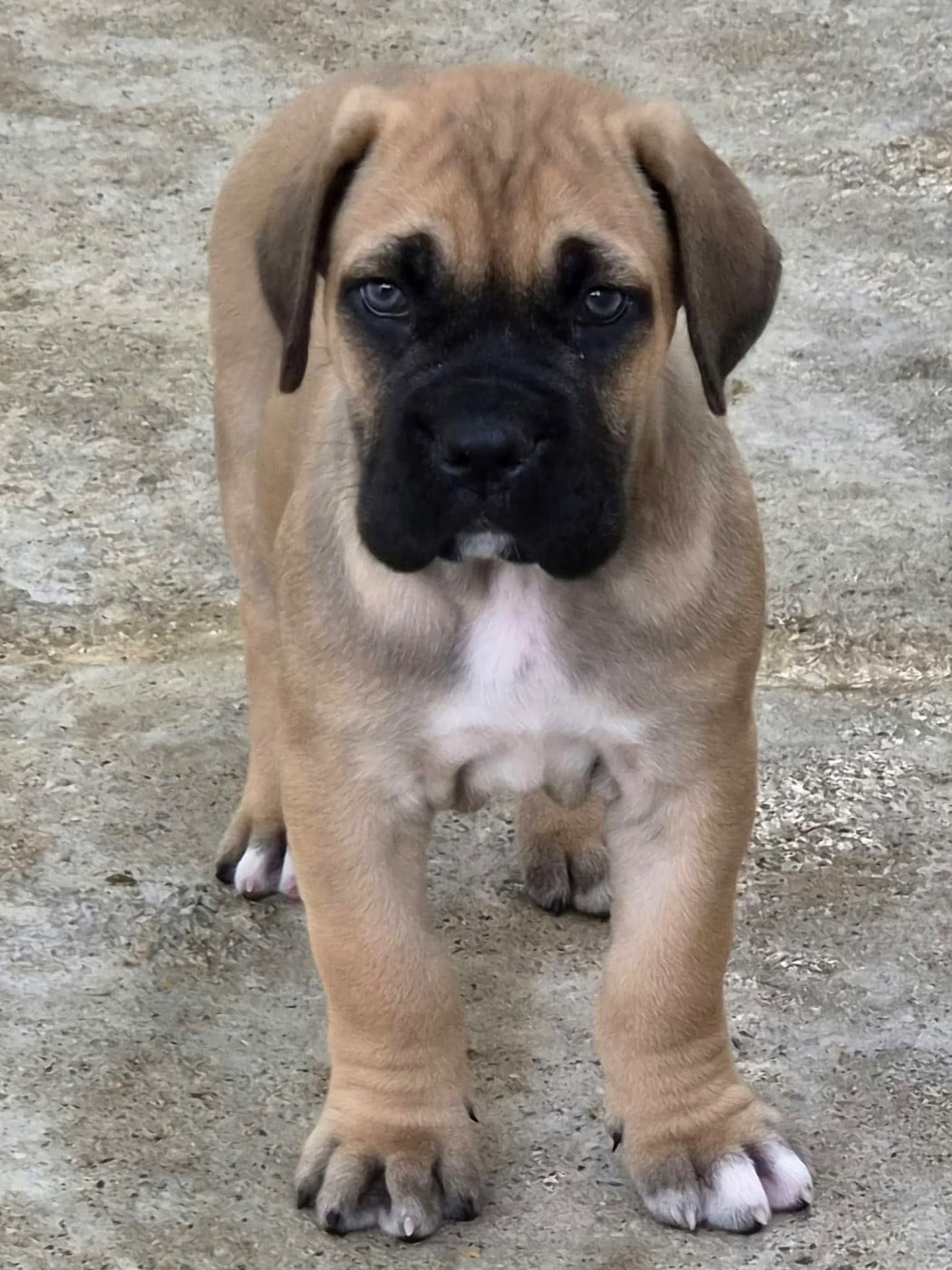 Cane Corso - Du Clan De Nemausus