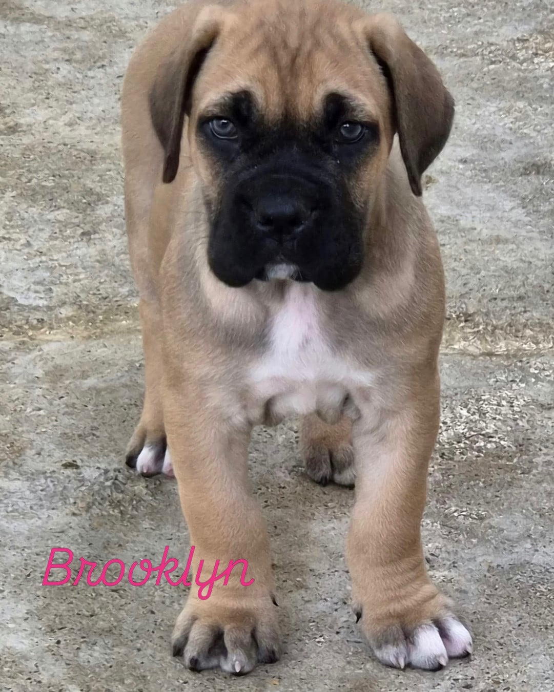 Cane Corso - Du Clan De Nemausus