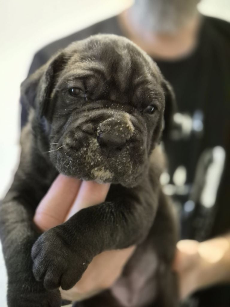 Femelle 3 - Cane Corso