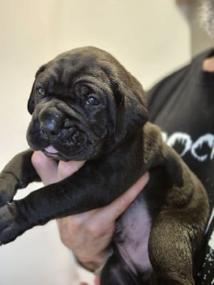 Les chiots de Cane Corso