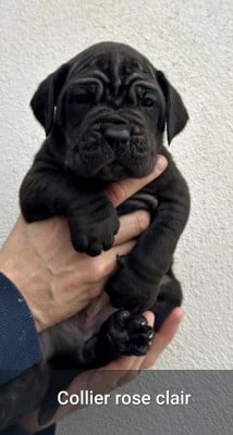 Les chiots de Cane Corso