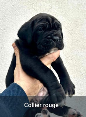 Les chiots de Cane Corso