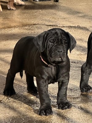 Les chiots de Cane Corso