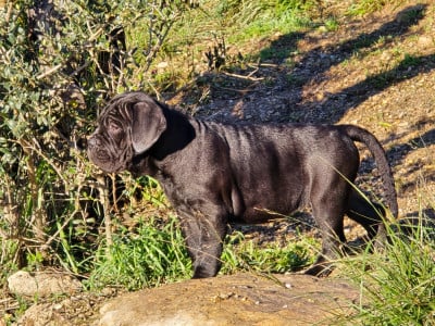 Les chiots de Cane Corso