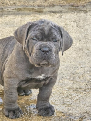 Les chiots de Cane Corso