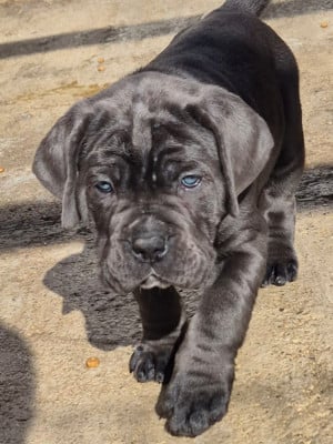 Les chiots de Cane Corso