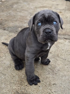 Les chiots de Cane Corso