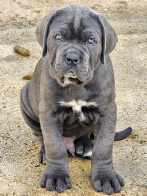 Les chiots de Cane Corso