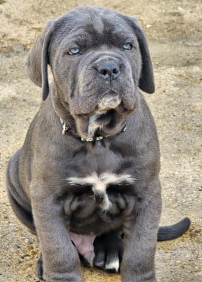 Les chiots de Cane Corso
